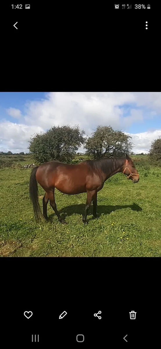 3yo T.B.  N.H. Geldings for sale - Image 4
