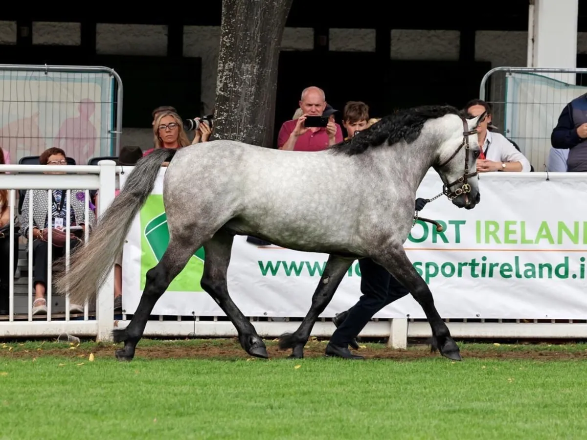 Connemara stallion at stud - Image 2