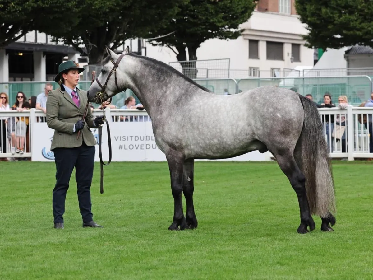 Connemara stallion at stud - Image 3