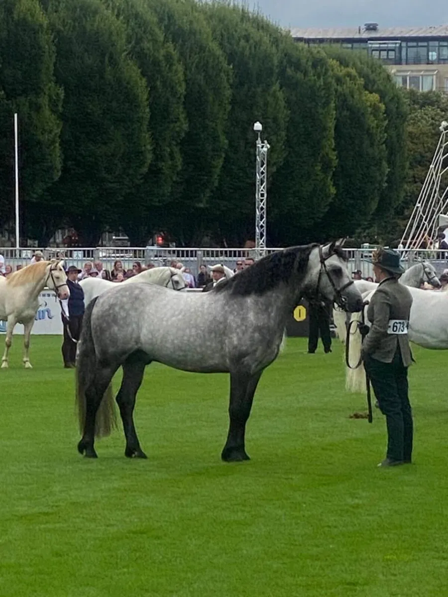 Connemara stallion at stud - Image 4