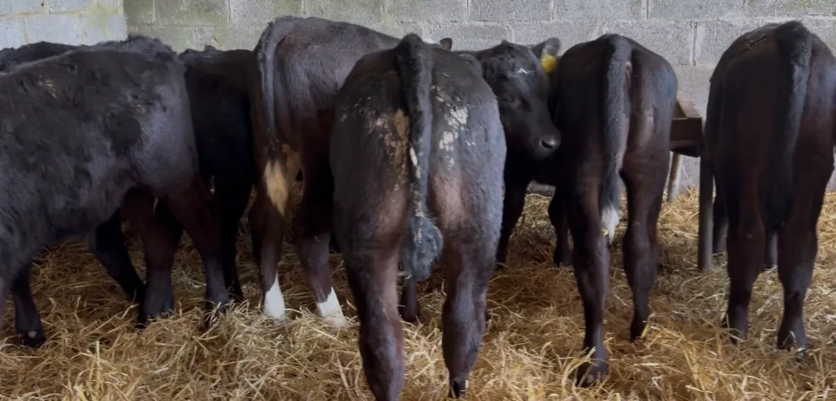 12 AI bred bull calves ready for grass - Image 2