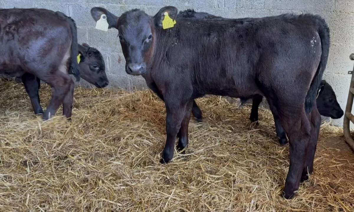 12 AI bred bull calves ready for grass - Image 3