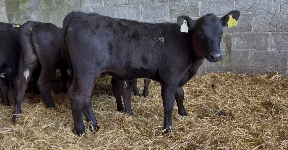 12 AI bred bull calves ready for grass - Image 4