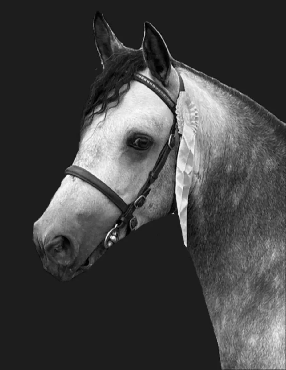 Connemara stallion at stud - Image 1