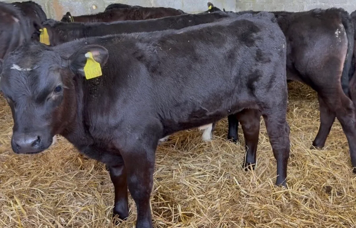 12 AI bred bull calves ready for grass - Image 1