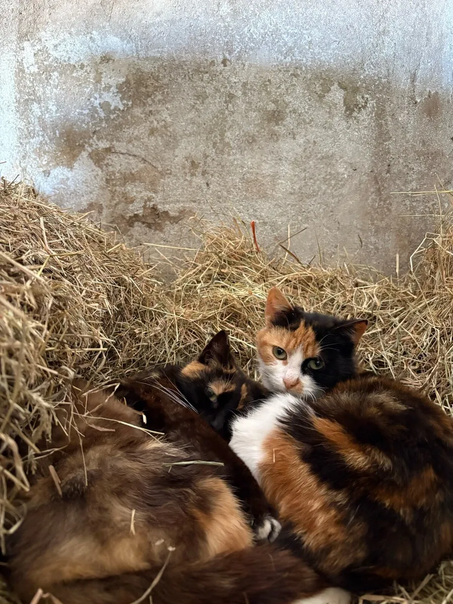 2 Female Cats Free - Image 1