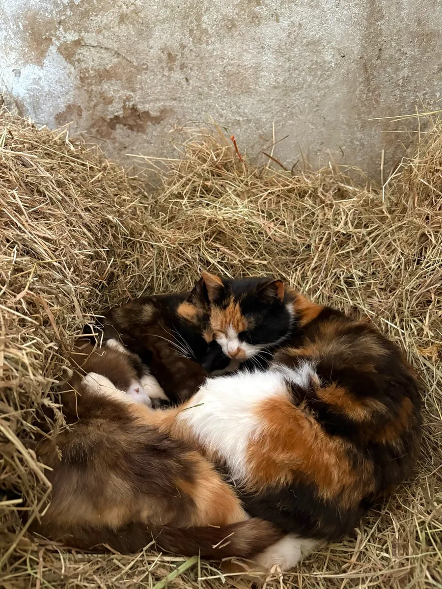 2 Female Cats Free - Image 2