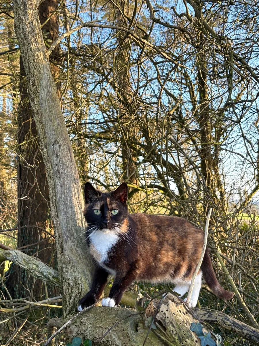 2 Female Cats Free - Image 3