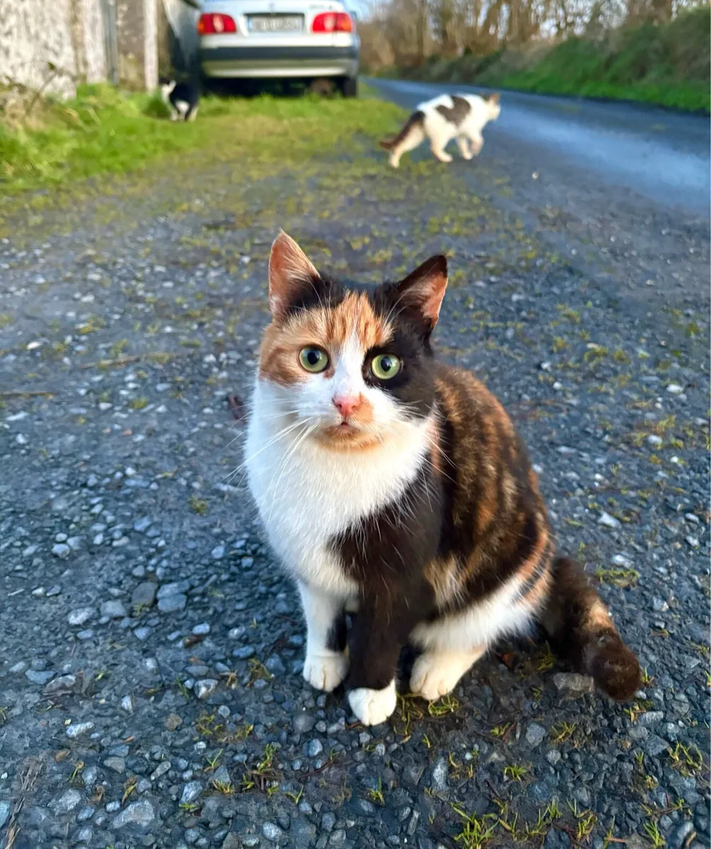 2 Female Cats Free - Image 4