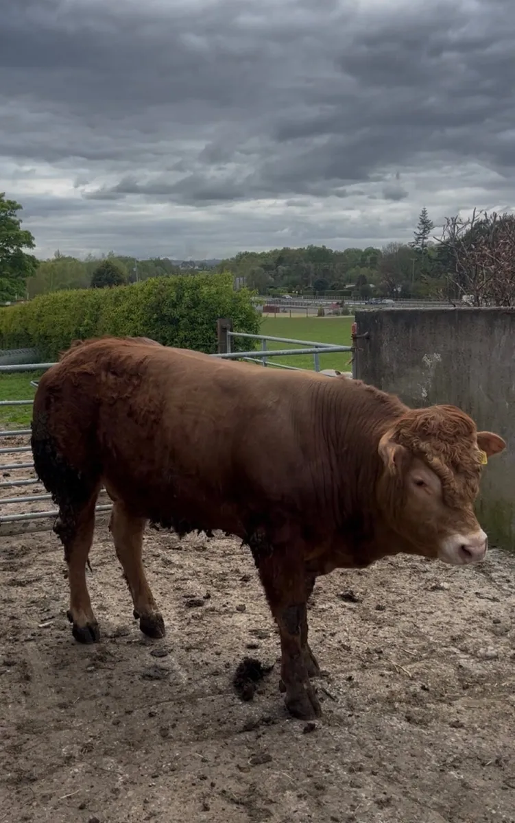 🛑 Limousin Bull 🛑 - Image 1