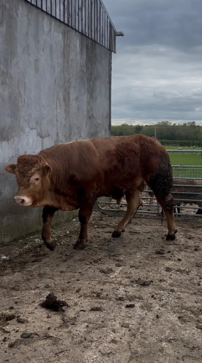 🛑 Limousin Bull 🛑 - Image 2
