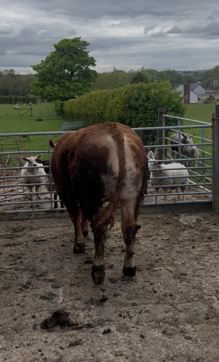 🛑 Limousin Bull 🛑 - Image 3