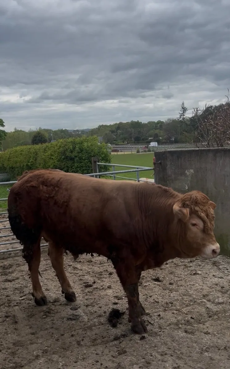 🛑 Limousin Bull 🛑 - Image 4