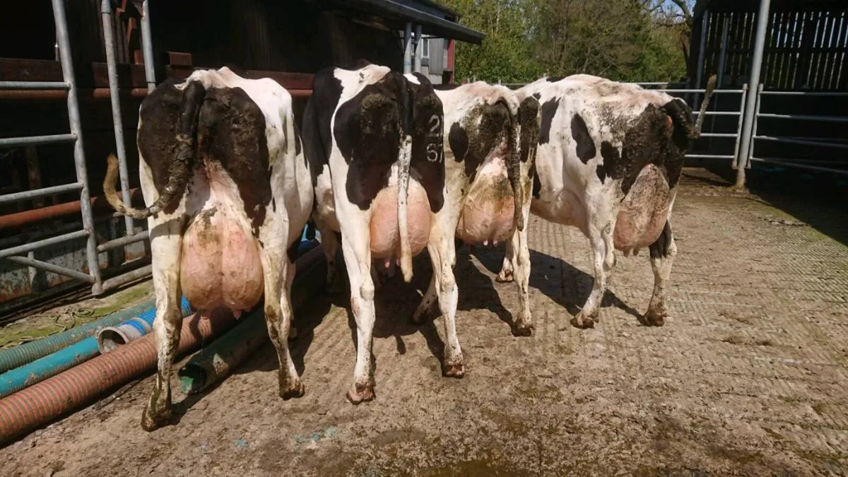 4 Autumn 2026 Calving Cows, milking well