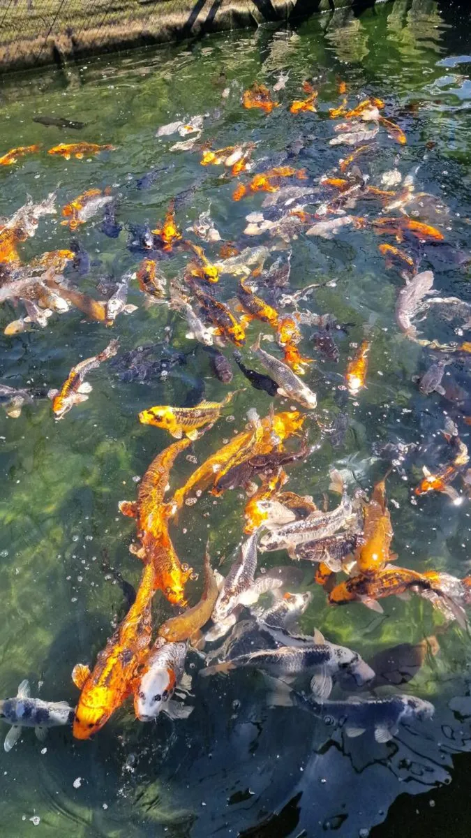 Koi Fish - Image 2