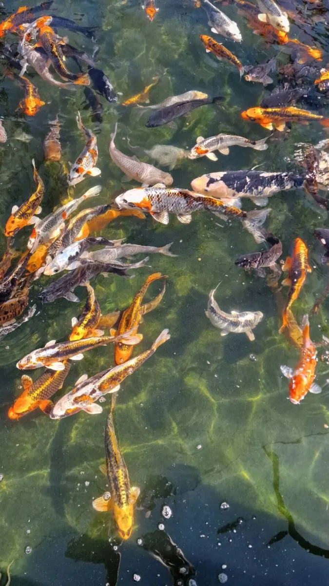 Japanese Koi Fish - Image 4