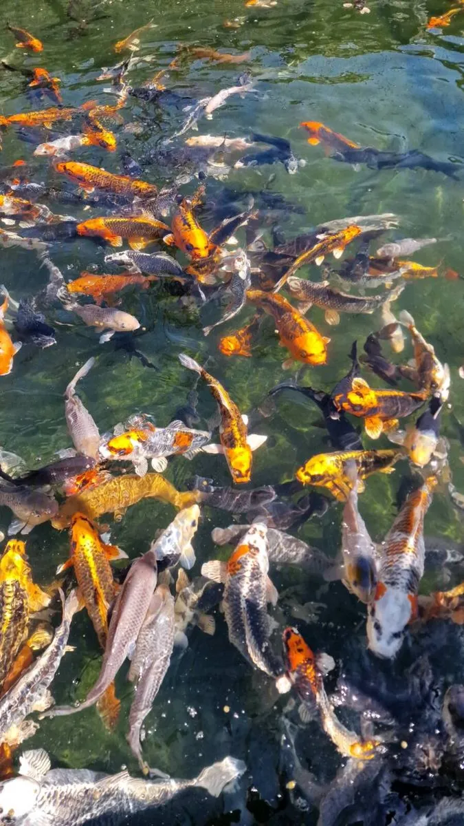 Koi Fish - Image 1