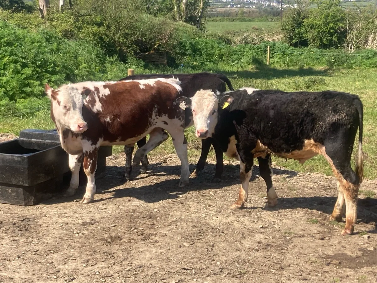 10 whitehead and Angus bullock’s - Image 1