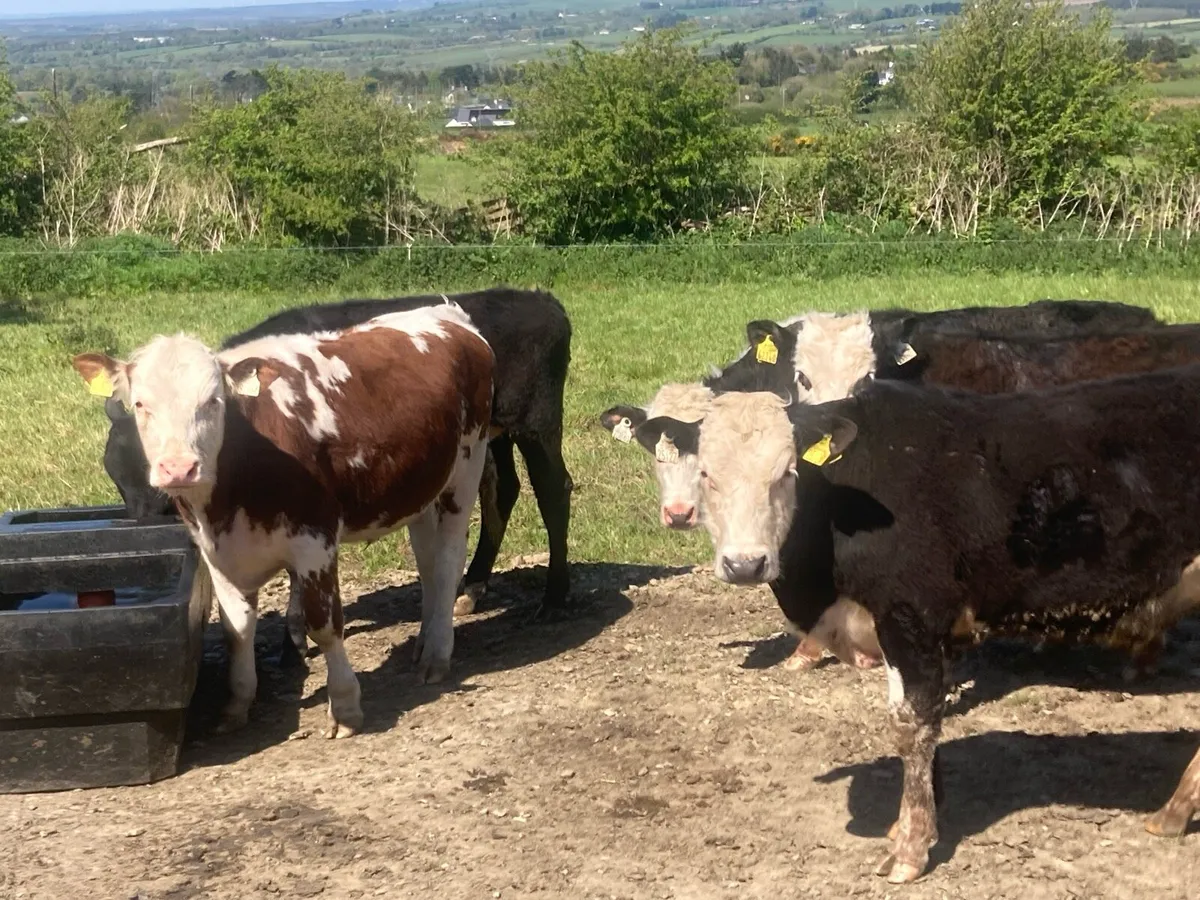 10 whitehead and Angus bullock’s - Image 2