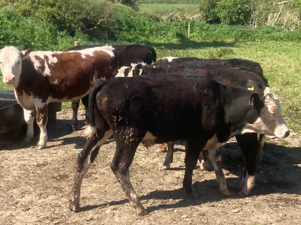 10 whitehead and Angus bullock’s - Image 3