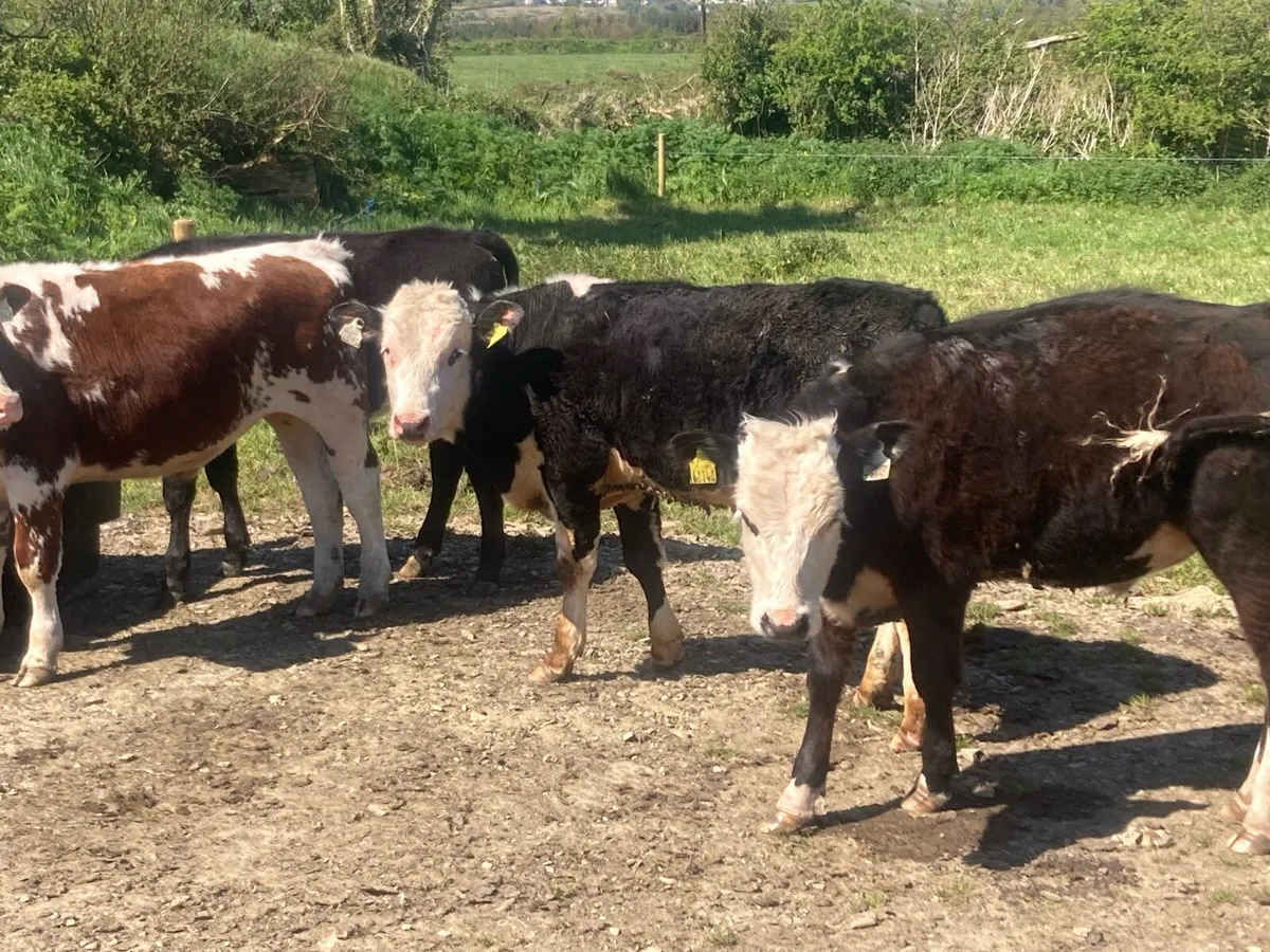 10 whitehead and Angus bullock’s - Image 4