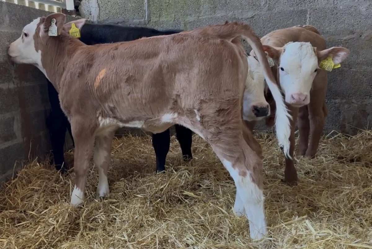 2 smashing suckler bred heifer calves - Image 2