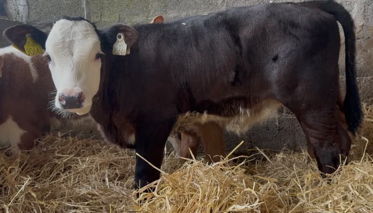 2 smashing suckler bred heifer calves - Image 3