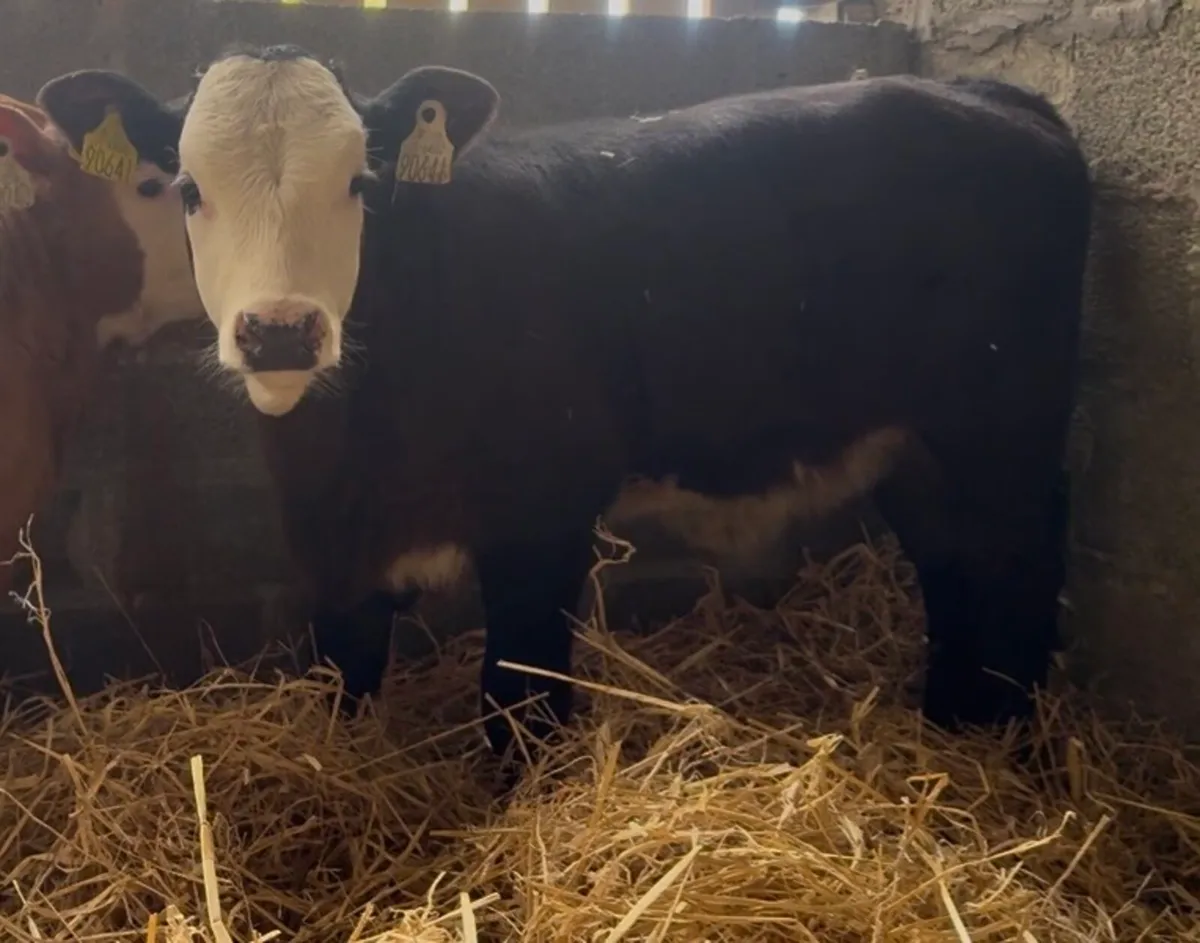 2 smashing suckler bred heifer calves - Image 4