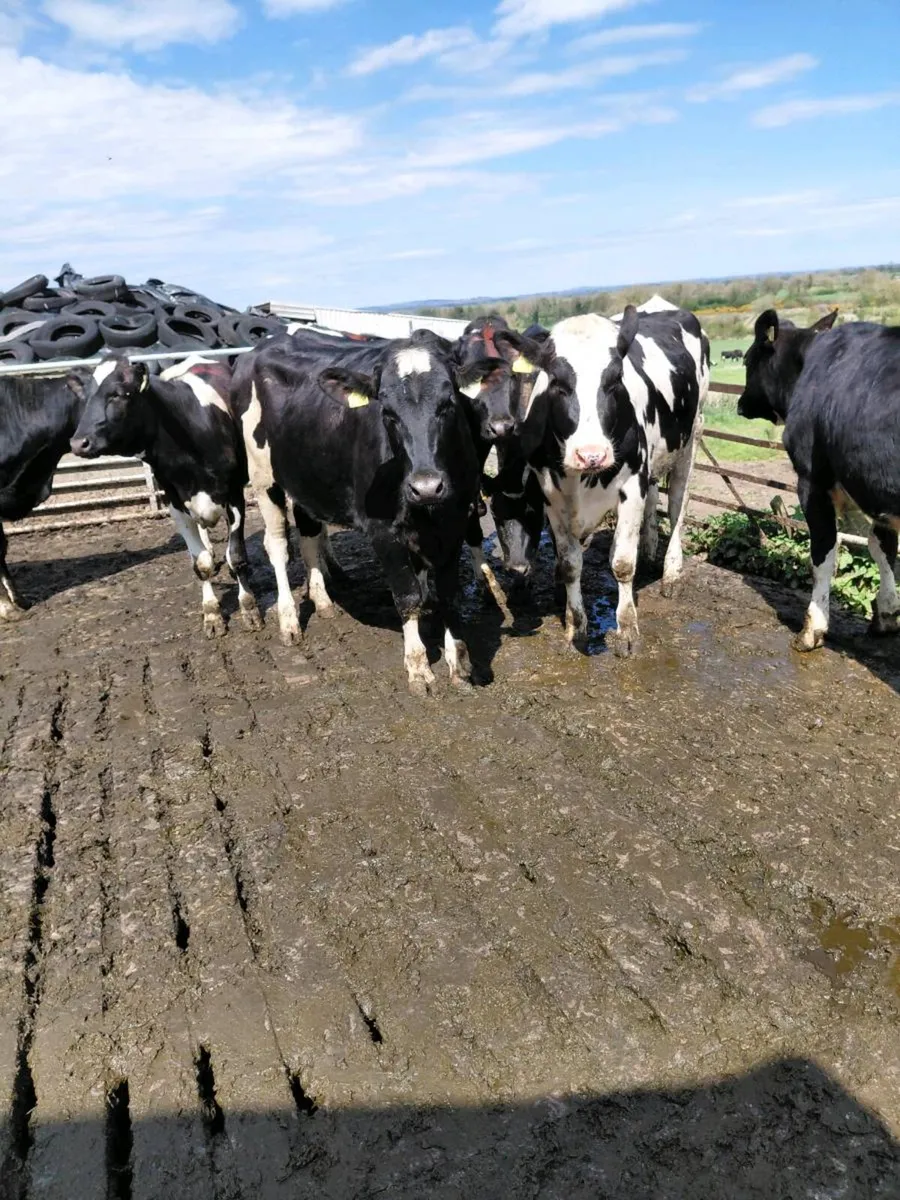 7 FR maiden heifers - Image 1