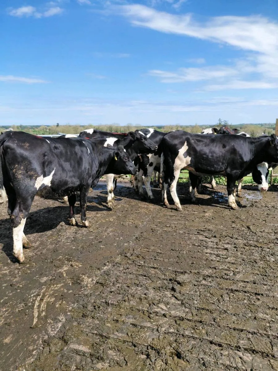 7 FR maiden heifers - Image 2