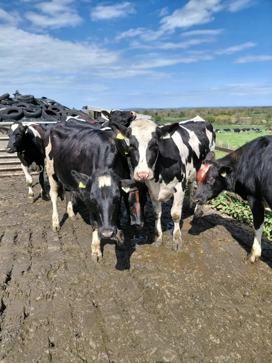 7 FR maiden heifers - Image 3