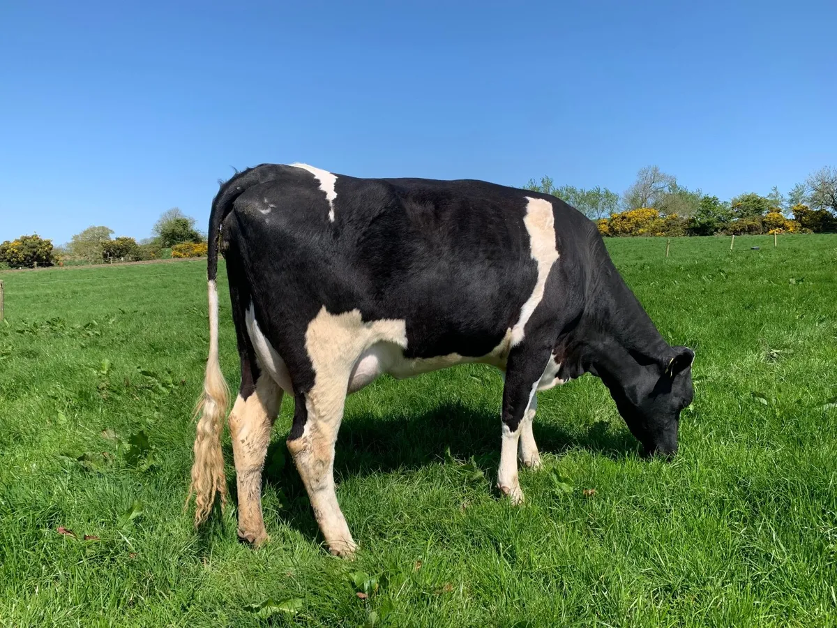 Milking Heifer Friesian - Image 3