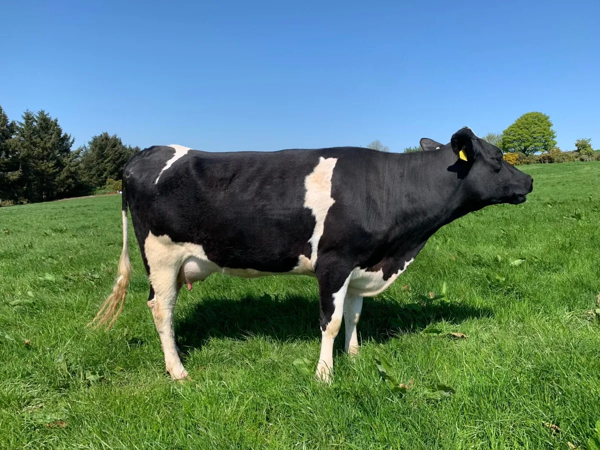Milking Heifer Friesian - Image 4