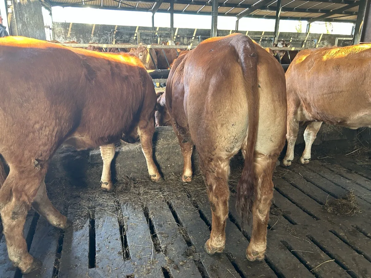 RED LIMOUSIN HEIFERS - Image 2