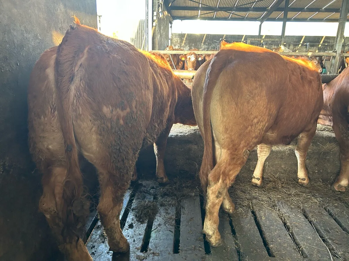 RED LIMOUSIN HEIFERS - Image 3