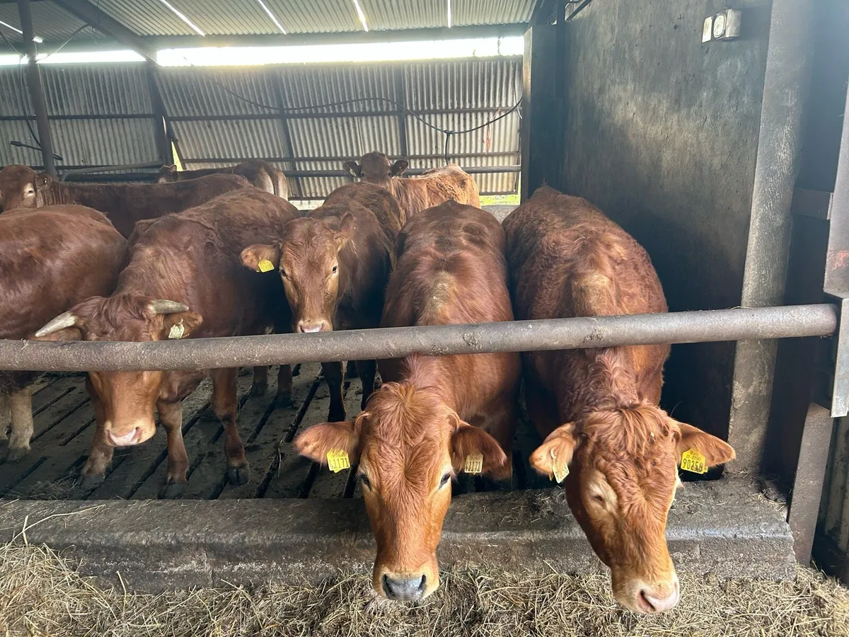 RED LIMOUSIN HEIFERS - Image 1