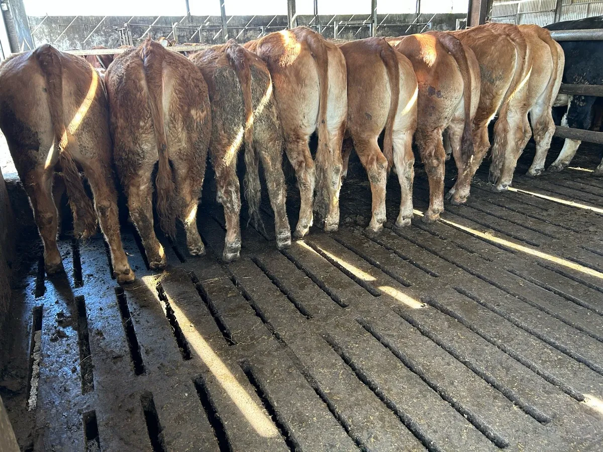 RED LIMOUSIN HEIFERS - Image 4