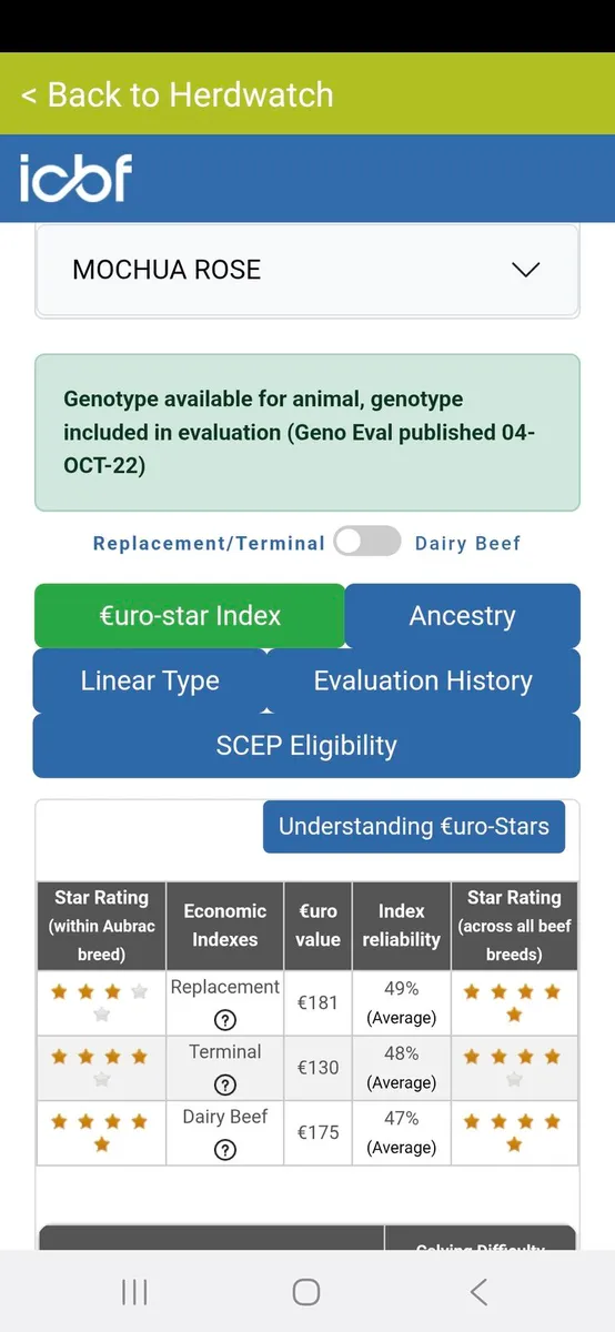 PBR AUBRAC COW - Image 4