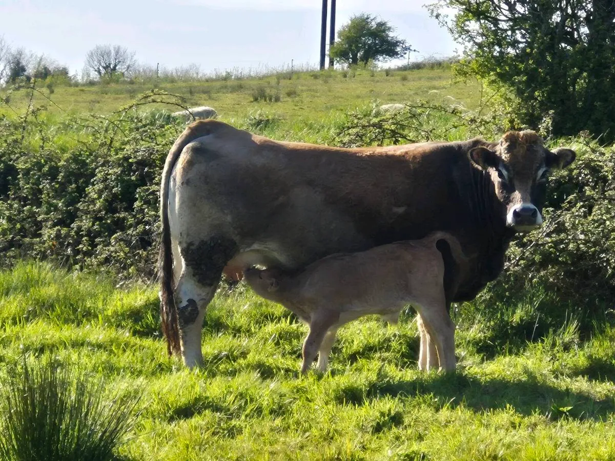 PBR AUBRAC COW - Image 2