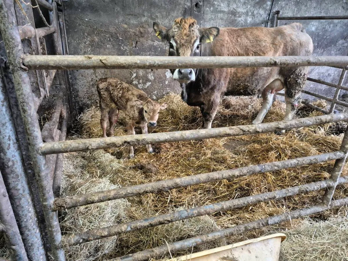 PBR AUBRAC COW - Image 3