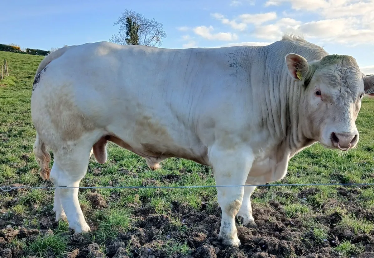 Pedigree Charolais Bull for Sale in Monaghan - Image 1