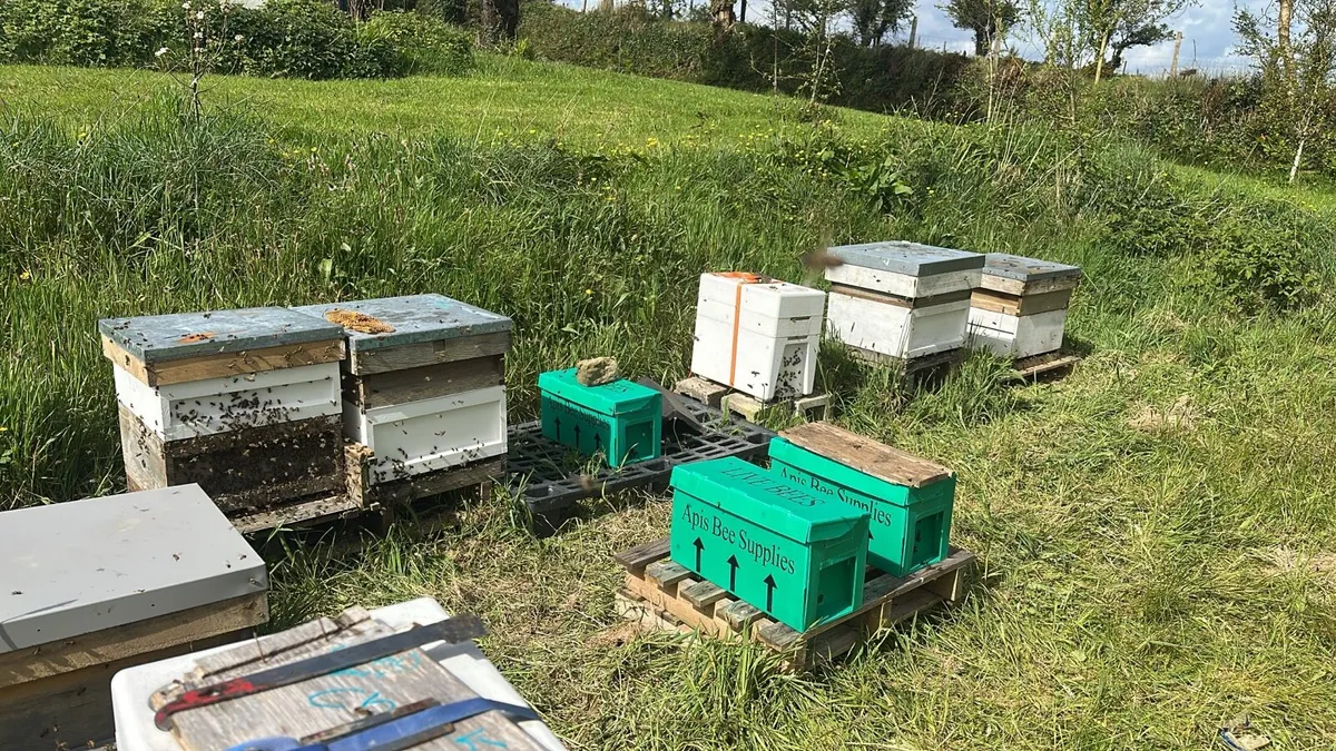 Over Wintered Nuc Bees - Image 1