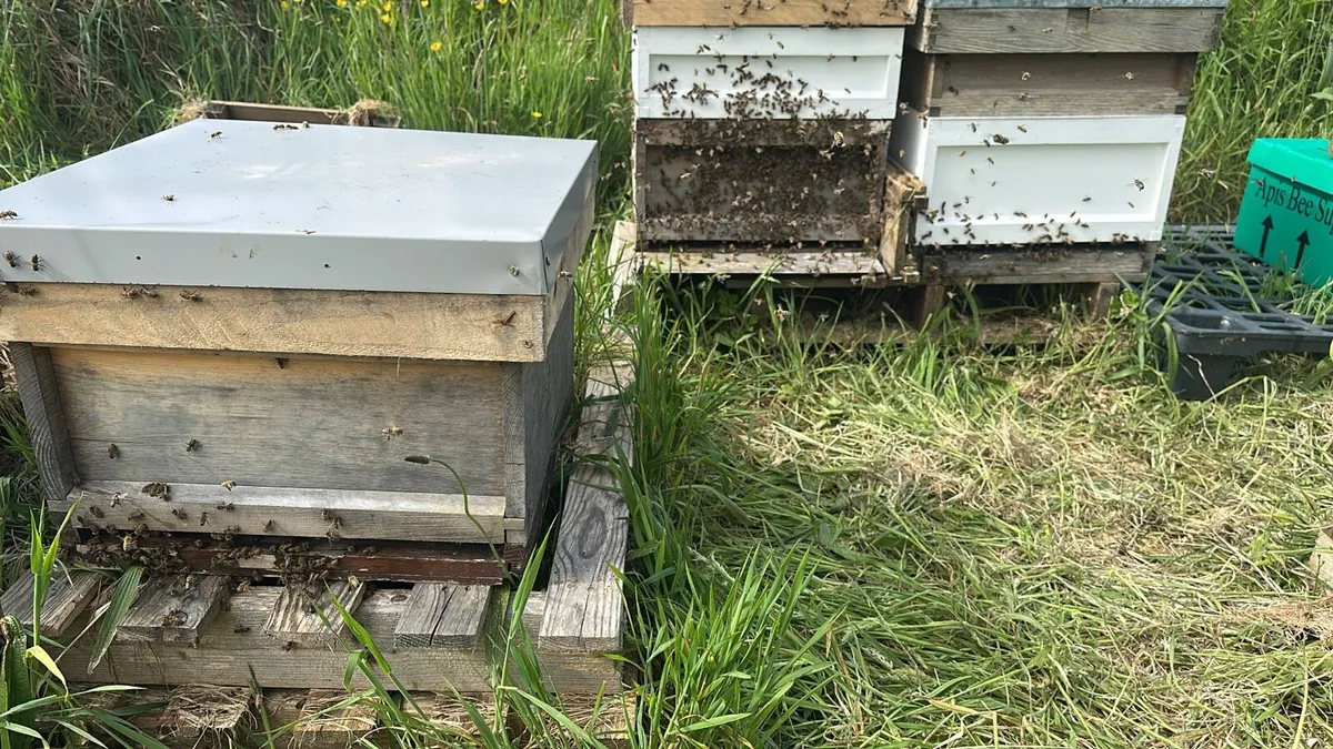 Over Wintered Nuc Bees - Image 3