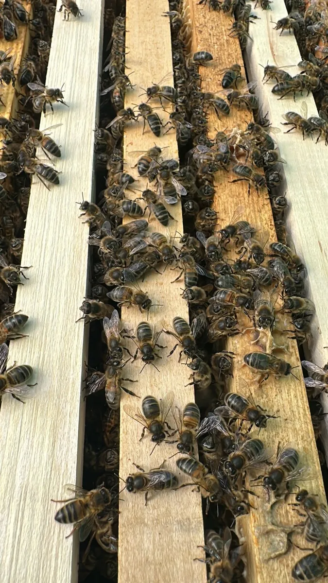 Over Wintered Nuc Bees - Image 2