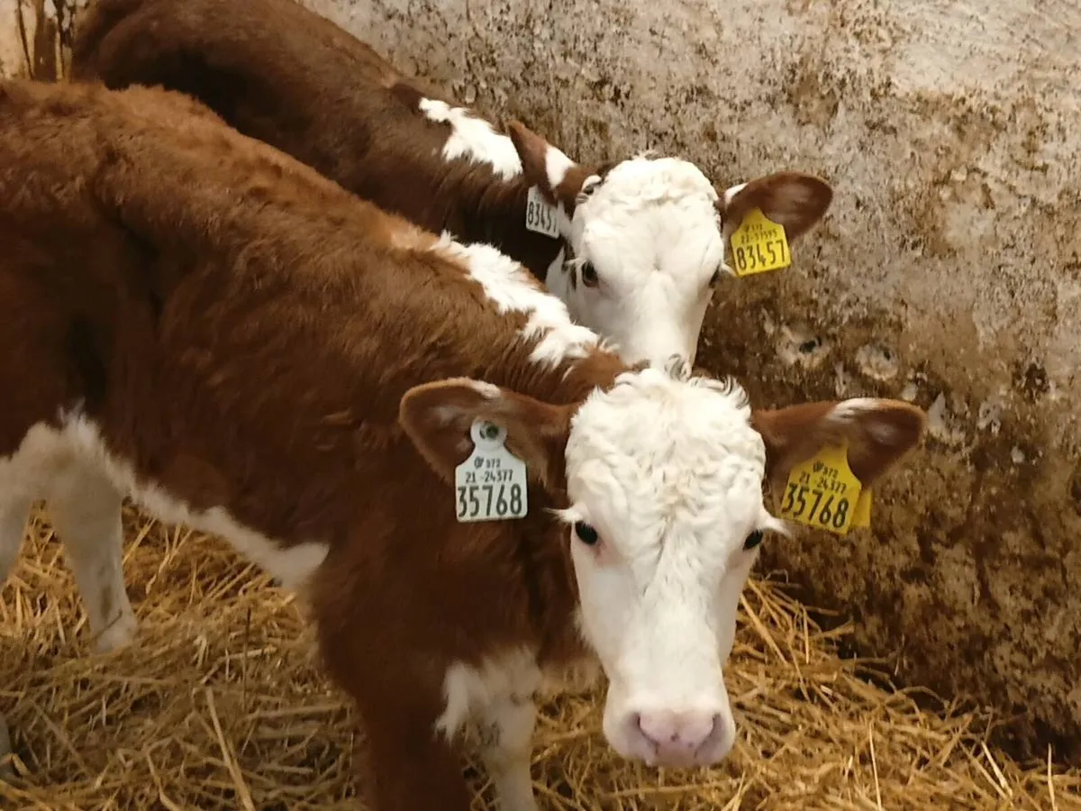 Red Whitehead Heifers - Image 1