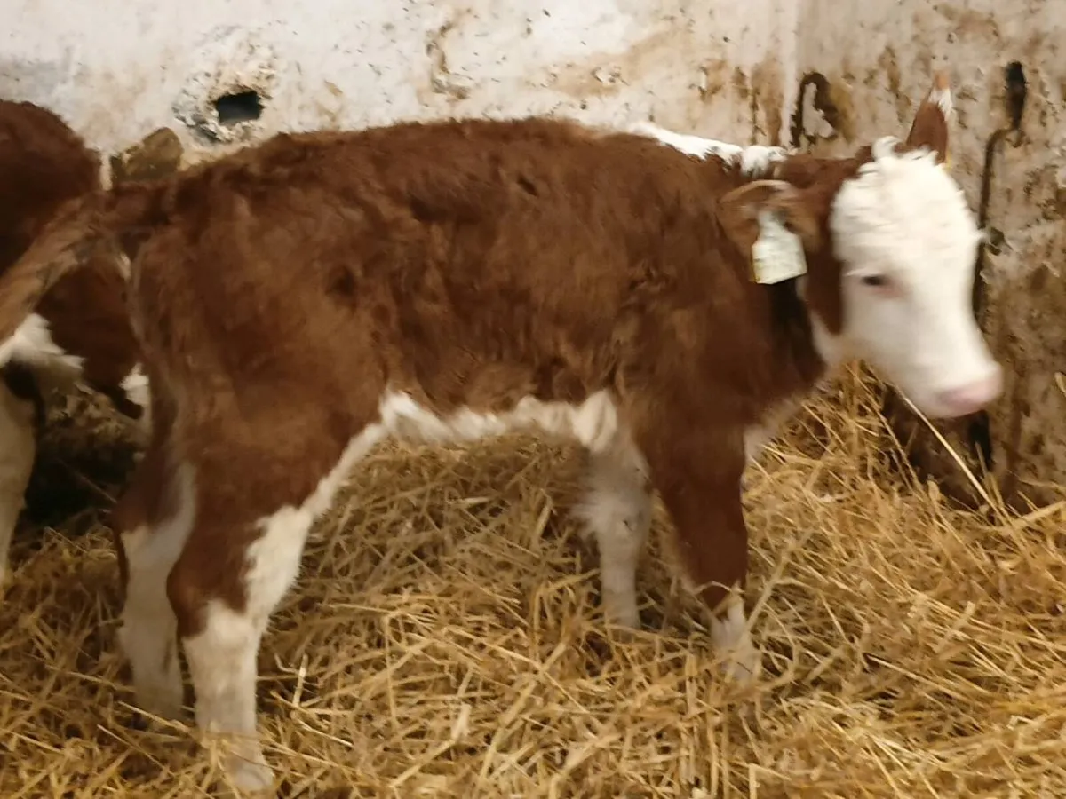 Red Whitehead Heifers - Image 2