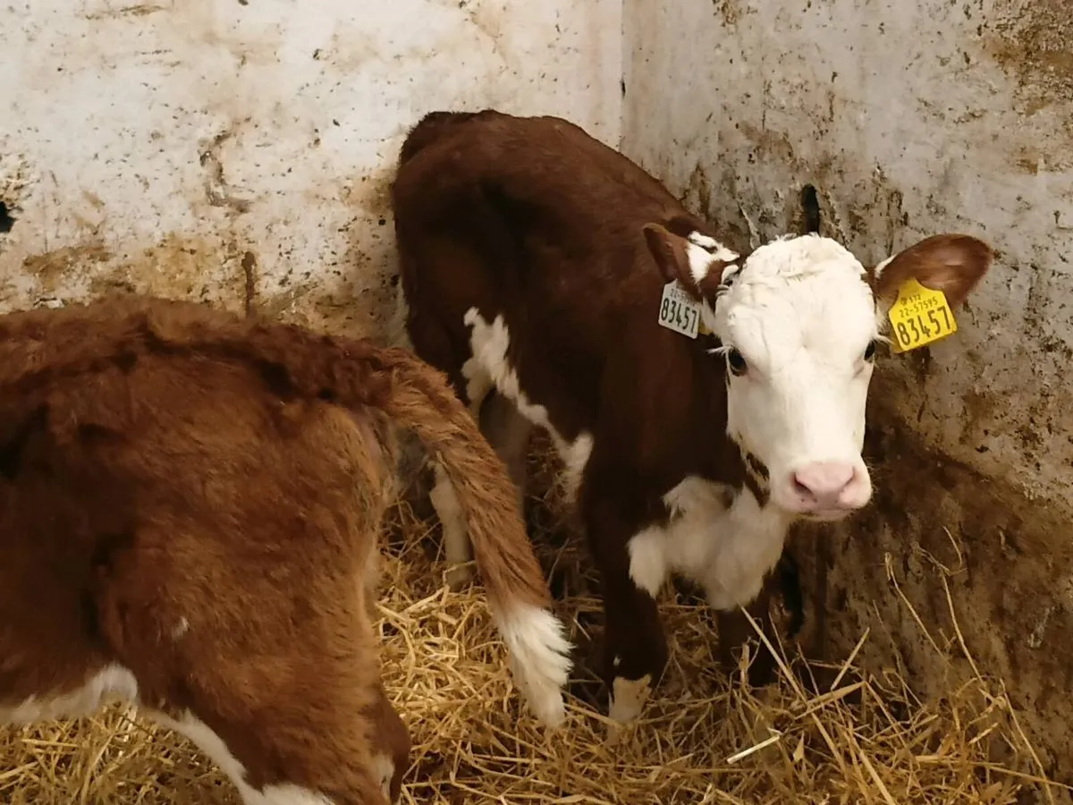 Red Whitehead Heifers - Image 3