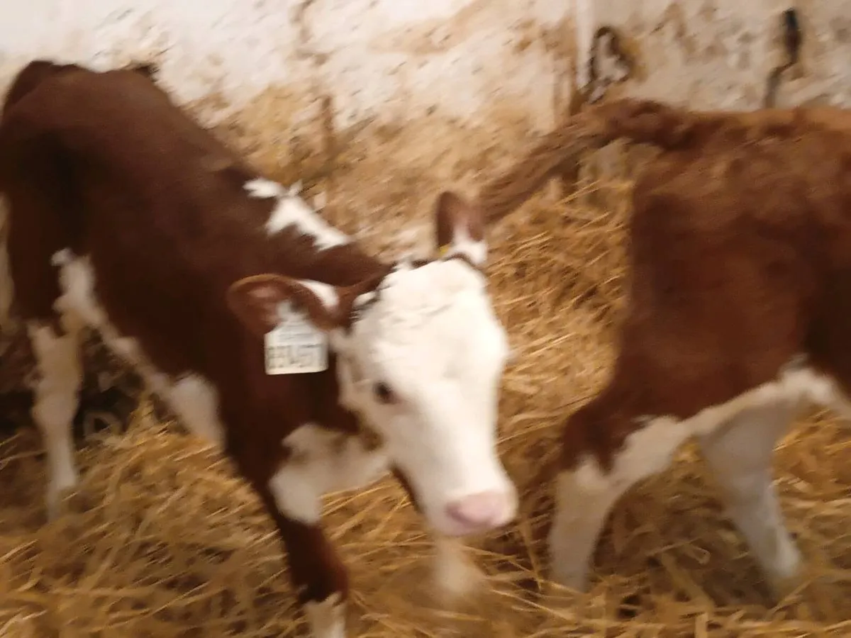 Red Whitehead Heifers - Image 4