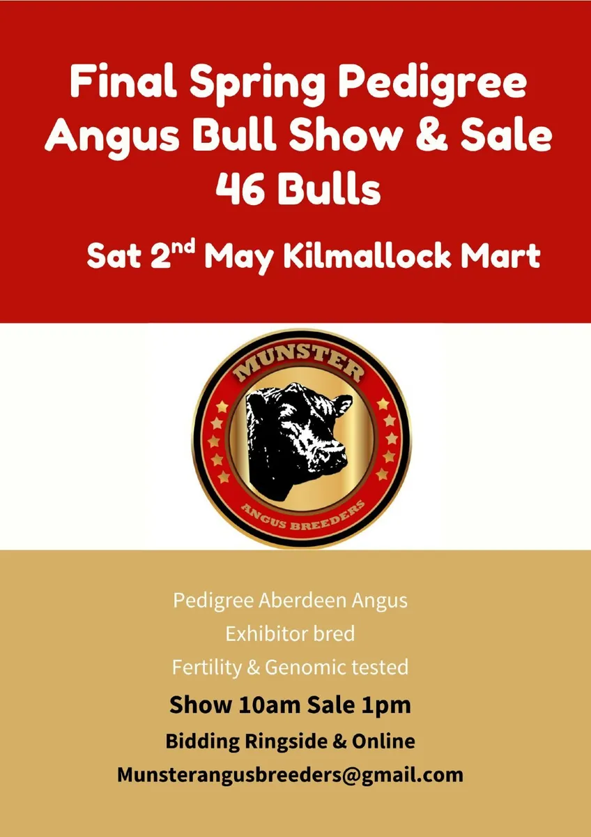 46 Pedigree Angus  Kilmallock - Image 1