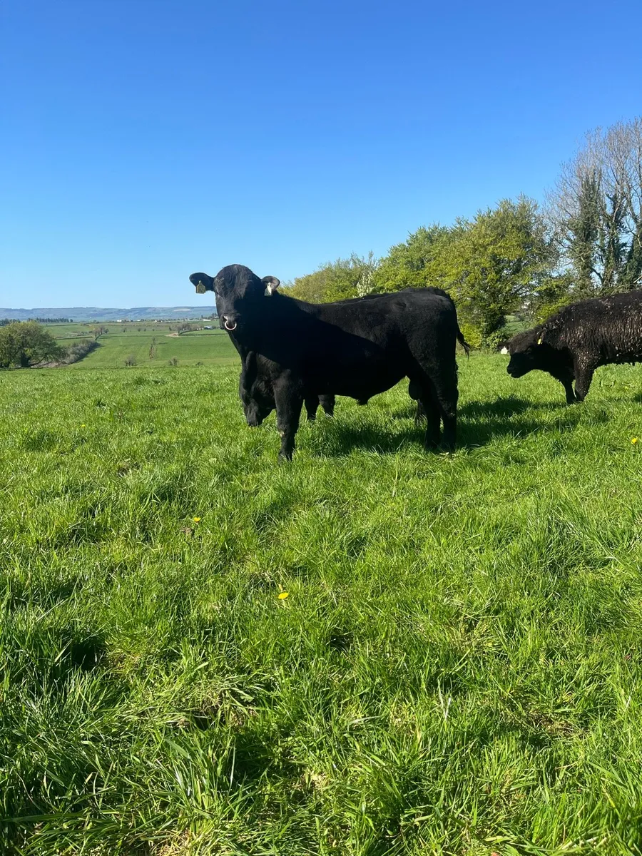 Pedigree Angus Bulls - Image 1